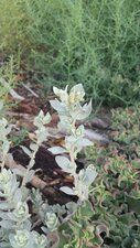 Atriplex leucophylla Bud